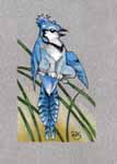 bluejay griffen